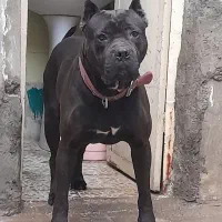 سگ کنکرسو نژاداصیل نر