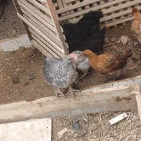 جوجه|حیوانات مزرعه|خمینی‌شهر, |دیوار