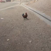 فروش خروس