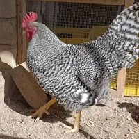 خروس آمروک