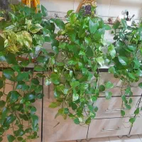 گلهای طبیعی پتوس ابلق شاداب وزیبا