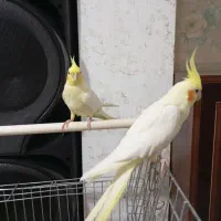 یک جفت عروس هلندی سالم