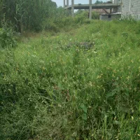 نقدی