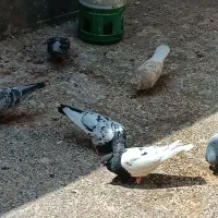 کبوتر،کفتر،رنگی و پلاکی