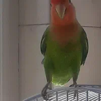 طوطی برزیلی نر جوان