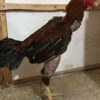 لاری
