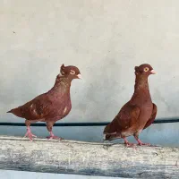 کبوتر سرخ سرک