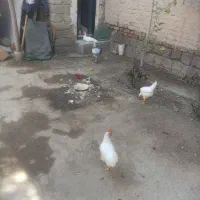 سه خروس یک مرغ