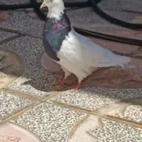 کبوتر طوقی سیا