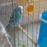 یه جفت مرغ عشق انگلیسی