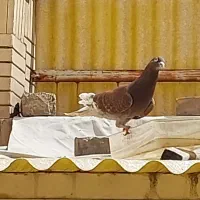 کفتر آلمانی معاوضه با سهره