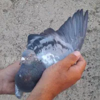 نر و ماده پرشی
