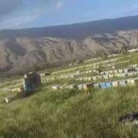 زنبور عسل