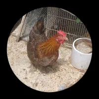مرغ تخم گذار