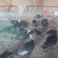 بوقلمون