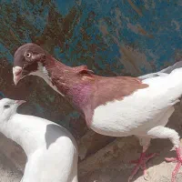 کبوتر یهودی نر