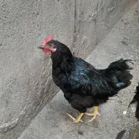 ۲عدد جوجه خروس