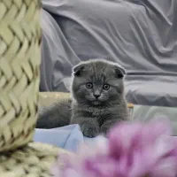 گربه اسکاتیش