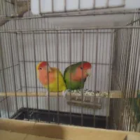 کوتوله رزیکولیس