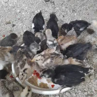 جوجه محلی وکله خروس