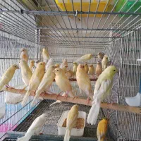 پرنده سرای یاسین