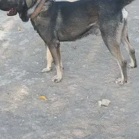 سگ سرابی