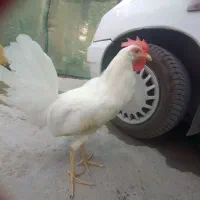 خروس