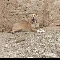 فروش فوری
