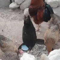 مرغ و خروس