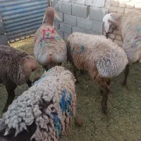 فروش بره نر چینی مناسب پلوار و قوچی