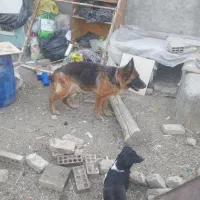سگ ژرمن شپرد ماده
