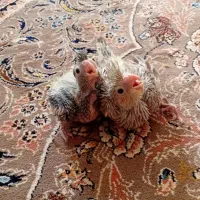 عروس هلندی