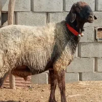 قوچ ترکمنی ۲ ساله مخصوص داشتی.