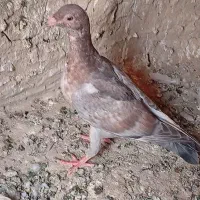 کبوتر آلمانی پلاکی