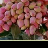خریدار پسته کال سر درخت