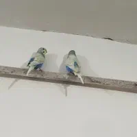 دو عدد مرغ عشق