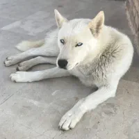 سگ هاسکی نر