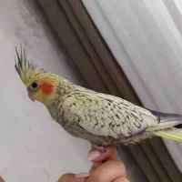 جوجه عروس هلندی