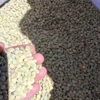 عدس دیمی بوجاری شده