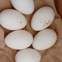 تخم غاز نطفه دار