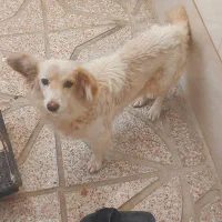 سگ خوشگل و تمیز