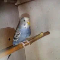 مرغ عشق ماده