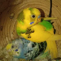 مرغ عشق