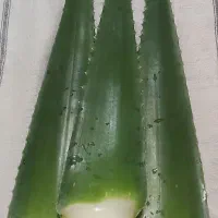 برگ تازه و گلدان آلوورا