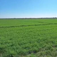 زمین کشاورزی یک هکتار در سوسنگرد
