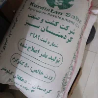 فروش بذر گندم جهاد
