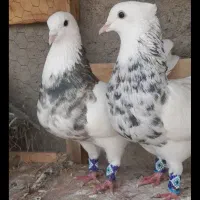 طوقی