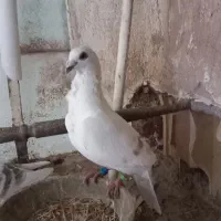 کاغذی فری ماده خوشگل