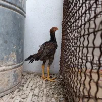 جوجه لاری