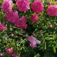 گل‌محمدی تر وتازه